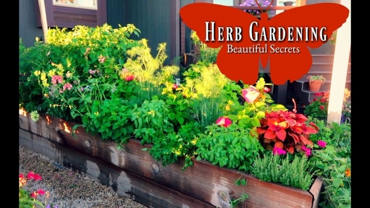 Fratangelo Gardens Landscaping &amp; Nursery Herb Gardening | How To Grow Herbs | Most Beautiful Herb Image 860