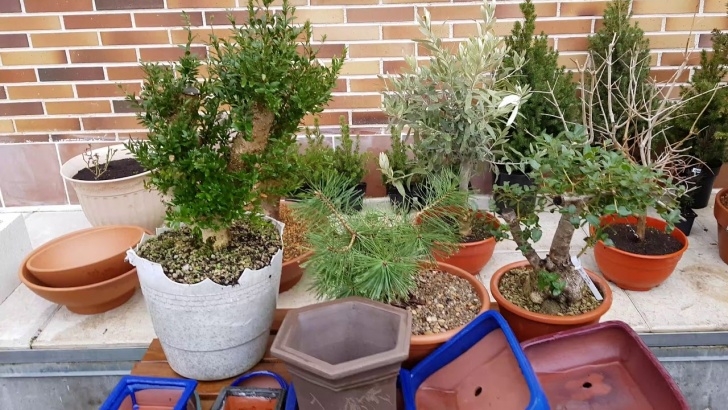Fratangelo Gardens Landscaping &amp; Nursery Visita A Laos Garden (03/02/2018) - Youtube Picture 318