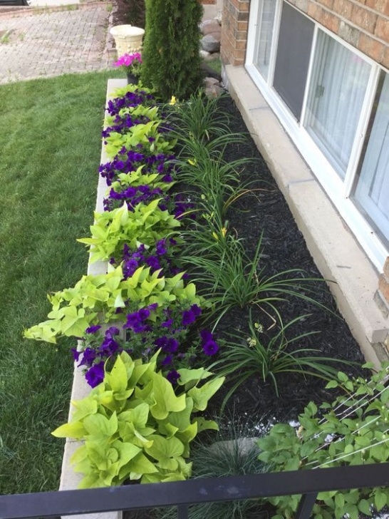 Front Yard Flower Bed Designs Sweet Potato Vine, Supertunias, Day Lillies, Jackmanii Picture 367