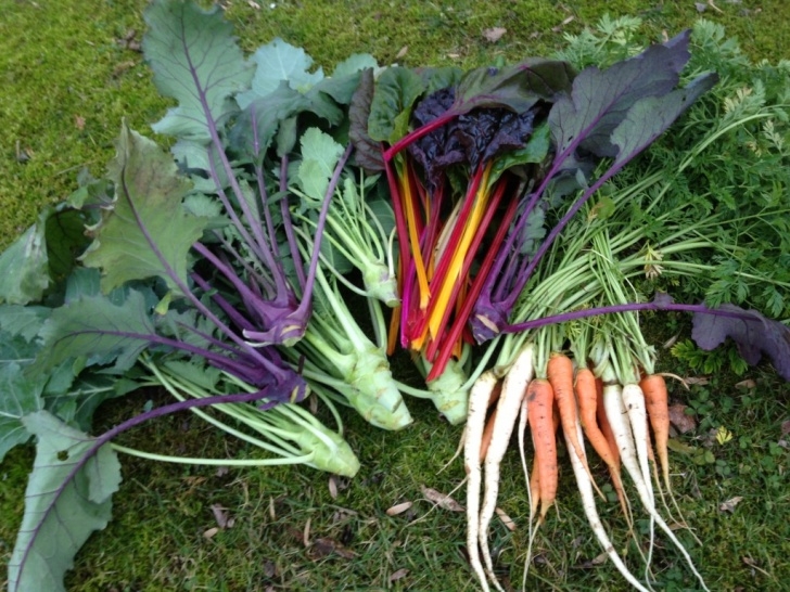 Frost Hardy Vegetables 10 Cold Hardy Crops (Based On Grow Zone) ~ Bees And Roses Picture 419