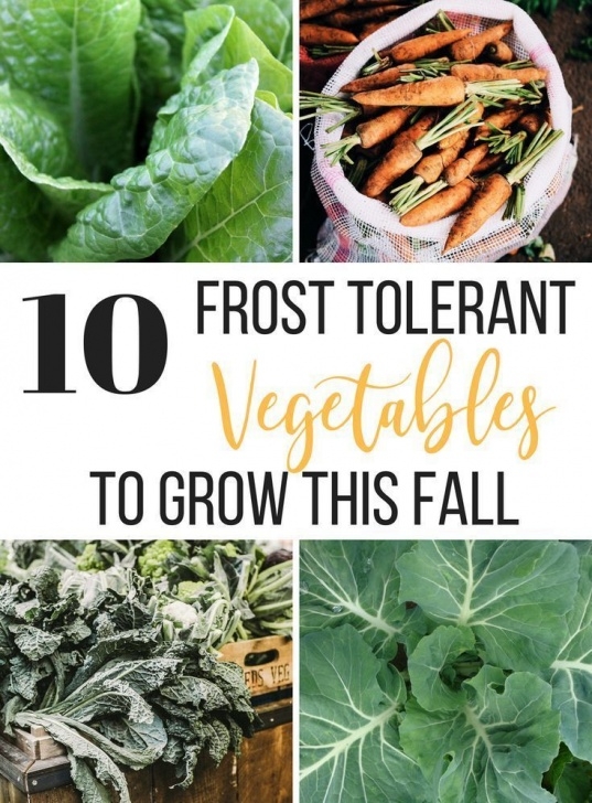 Frost Hardy Vegetables 10 Frost Tolerant Vegetables To Grow In Fall | Organic Photo 325