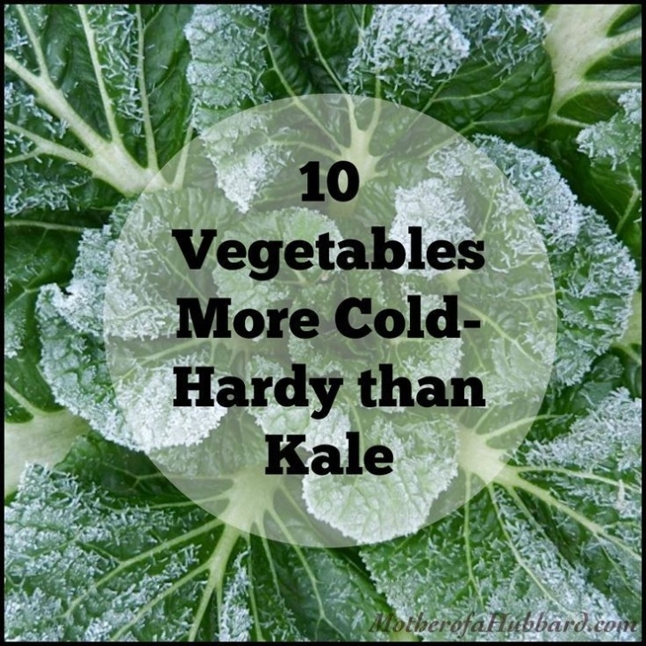Frost Hardy Vegetables 10 Vegetables More Cold Hardy Than Kale | Frost Protection Photo 095