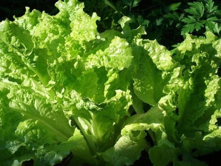 Frost Hardy Vegetables 4 Frost-Hardy, Early Spring Vegetables You Can Plant In Image 911