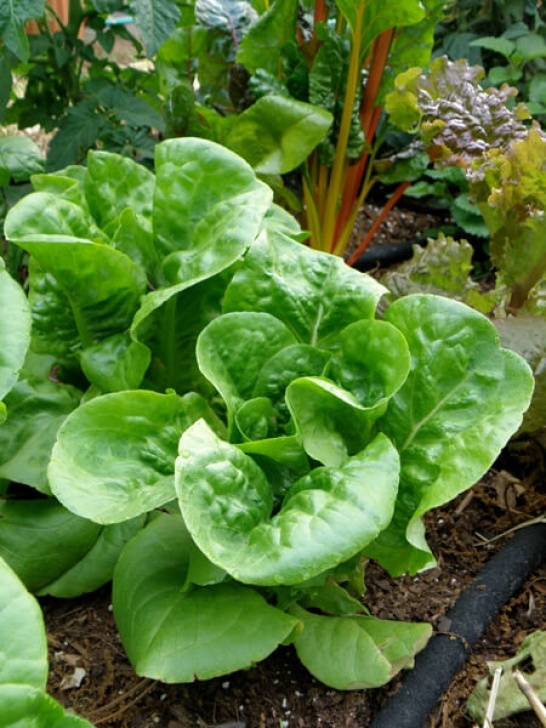 Frost Hardy Vegetables Learn Why Vegetable Planting By Season Is Crucial | Bonnie Photo 319