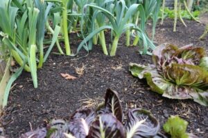 Frost Hardy Vegetables Towards Winter 16Th November, Harvests, No Dig Image 806