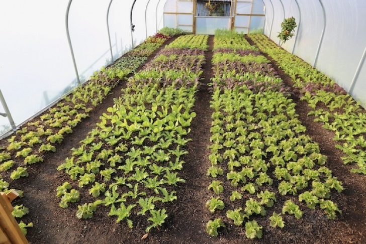 Frost Hardy Vegetables Towards Winter 16Th November, Harvests, No Dig Image 875