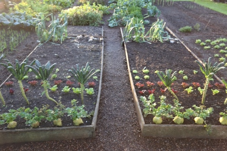 Frost Hardy Vegetables Towards Winter 16Th November, Harvests, No Dig Picture 092
