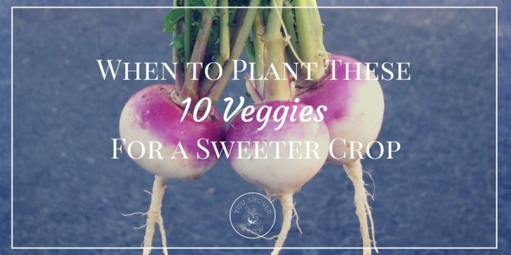 Frost Tolerant Vegetables 10 Frost Tolerant Vegetables To Grow In Fall | Growing Picture 442