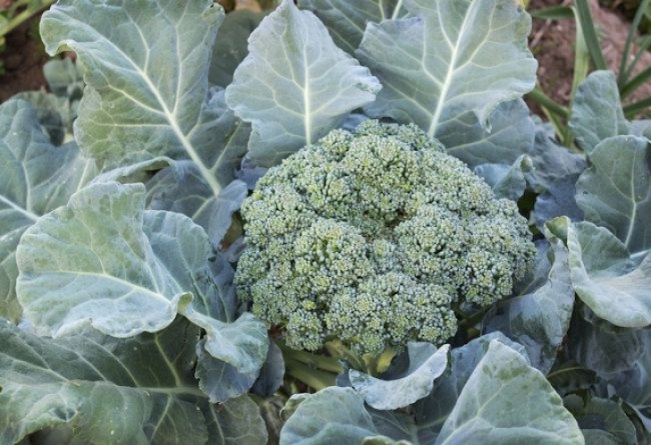Frost Tolerant Vegetables 13 Frost Tolerant Vegetables - Fall Vegetables To Plant Image 083