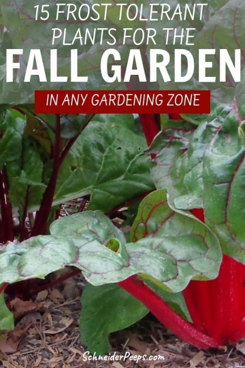 Frost Tolerant Vegetables 15 Frost Tolerant Plants For The Fall And Winter Vegetable Image 823