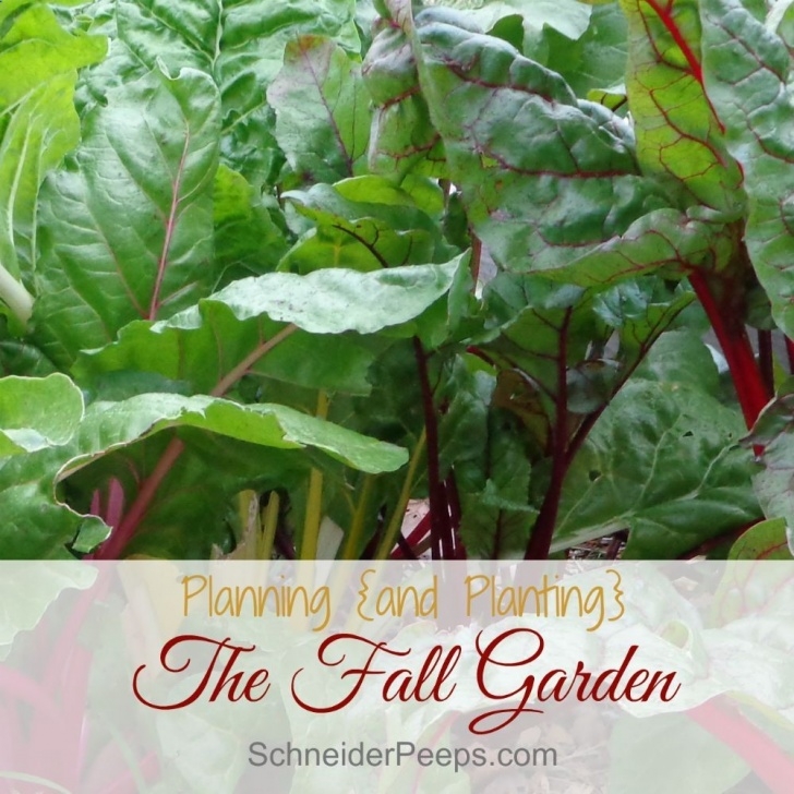 Frost Tolerant Vegetables 15 Frost Tolerant Vegetables To Grow In The Fall Garden Image 182