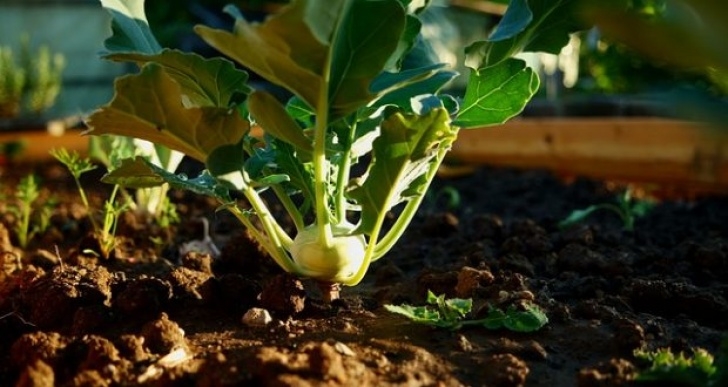 Frost Tolerant Vegetables 5 Frost-Resistant Vegetables You Can Plant Super Early Picture 319