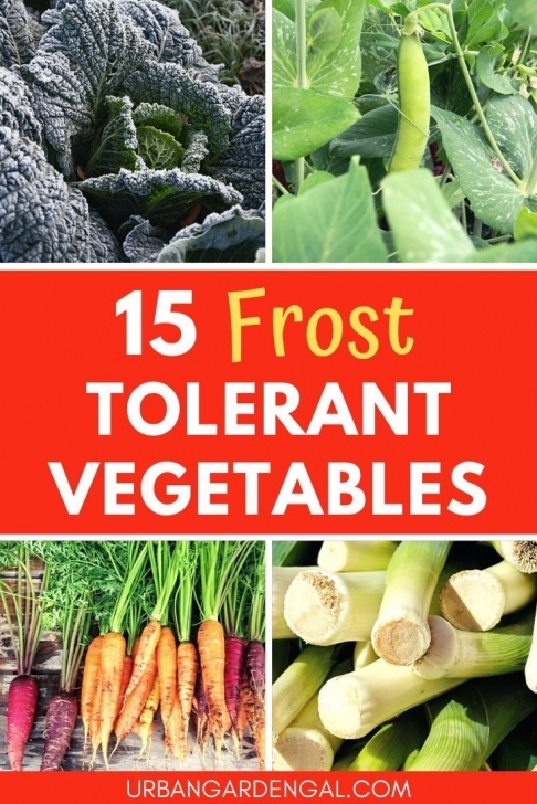 Frost Tolerant Vegetables Frost Tolerant Vegetables Are Ideal For Growing Over The Picture 986