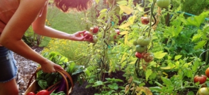 Fruit And Vegetable Garden Answers To Vegetable, Fruit And Herb Gardening Questions Photo 181
