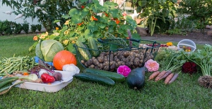 Fruit And Vegetable Garden Free Photo: Autumn, Harvest, Garden, Vegetables - Free Picture 472
