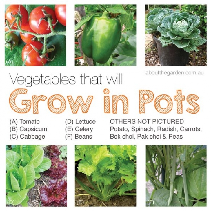 Fruit And Vegetable Garden How To Grow Organic Vegetables In Pots – About The Garden Picture 139