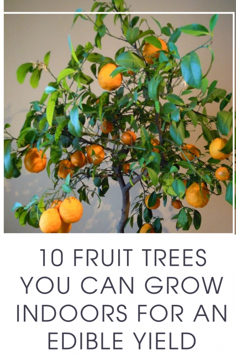 Fruit Trees You Can Grow Indoors 10 Fruit Trees You Can Grow Indoors For An Edible Yield In Picture 498