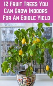 Fruit Trees You Can Grow Indoors 12 Fruit Trees You Can Grow Indoors For An Edible Yield Image 779