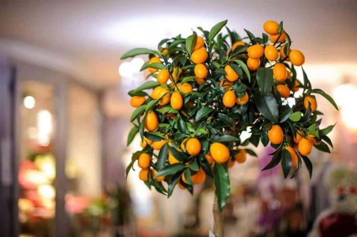Fruit Trees You Can Grow Indoors 12 Fruit Trees You Can Grow Indoors For An Edible Yield Photo 040