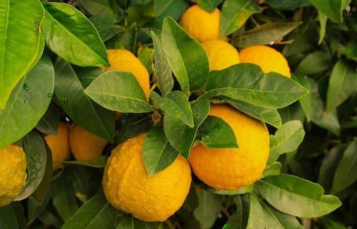 Fruit Trees You Can Grow Indoors 8 Fruits You Can Grow Indoors | Recipes &amp; Drinks - Babamail Picture 298