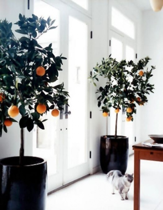 Fruit Trees You Can Grow Indoors Decorating Drama: 10 Really Big Plants You Can Grow Photo 917