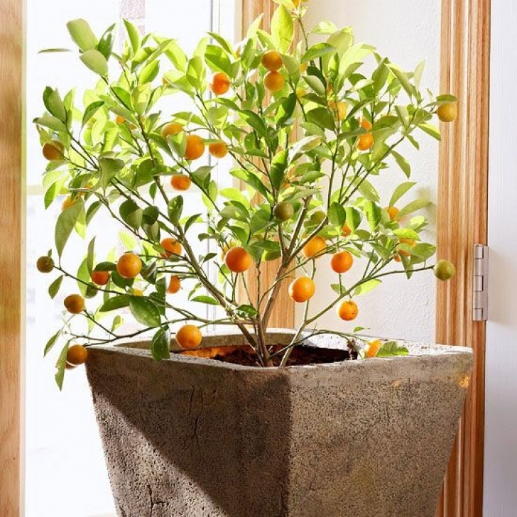 Fruit Trees You Can Grow Indoors Yes, You Can Grow Fruit Indoors | Plants, Indoor Plants Photo 351