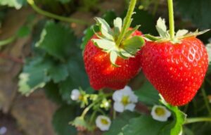 Fruits To Plant In Spring When To Plant Strawberries (Hint: Think Spring Image 144