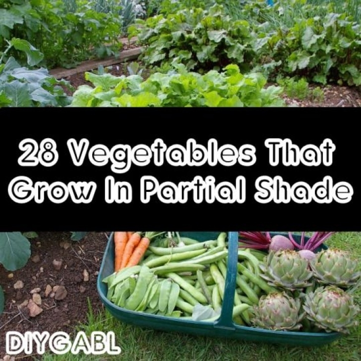 Full Sun Vegetables 28 Vegetables That Grow In Partial Shade | Vegetables Picture 046