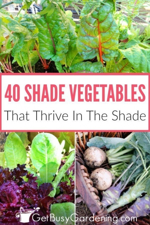 Full Sun Vegetables 40+ Vegetables That Grow In Shade | Shade Garden Plants Photo 662