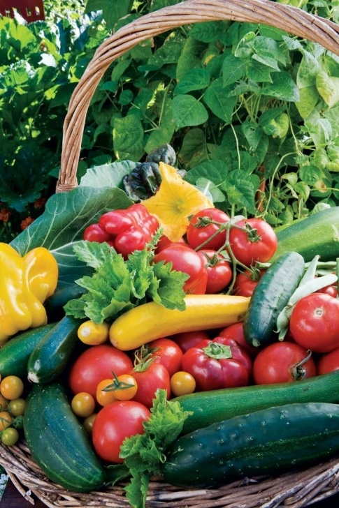 Full Sun Vegetables 47 Best Flowers That Love Full Sun Images On Pinterest Picture 791