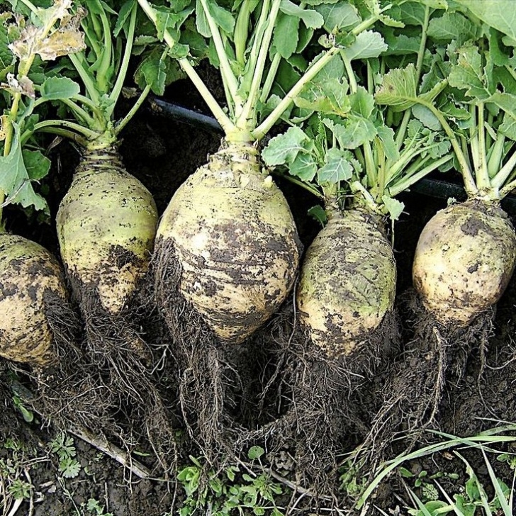 Full Sun Vegetables Plant These 15 Delicious Vegetables That Can Grow Without Image 524