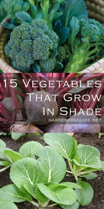Full Sun Vegetables Plant These 15 Delicious Vegetables That Can Grow Without Photo 303