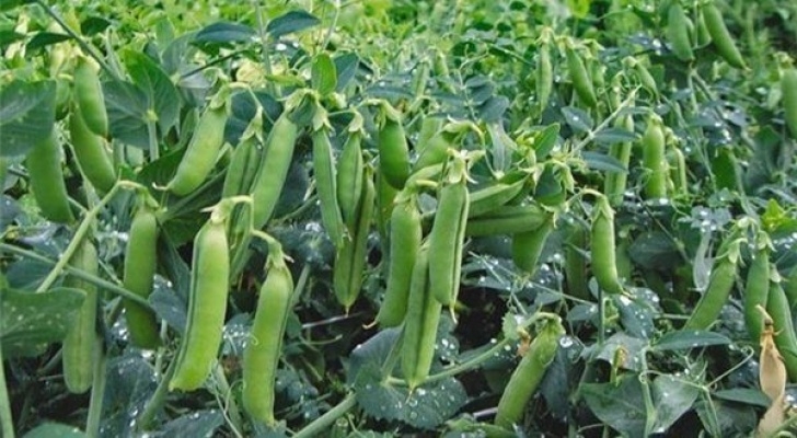 Full Sun Vegetables Plant These 15 Delicious Vegetables That Can Grow Without Photo 531