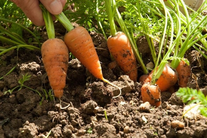 Full Sun Vegetables Plant These 15 Delicious Vegetables That Can Grow Without Picture 634