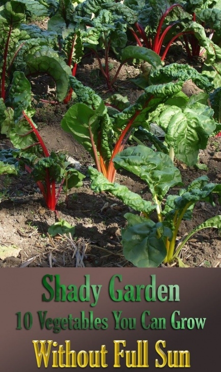 Full Sun Vegetables Shady Garden: 10 Vegetables You Can Grow Without Full Sun Image 965