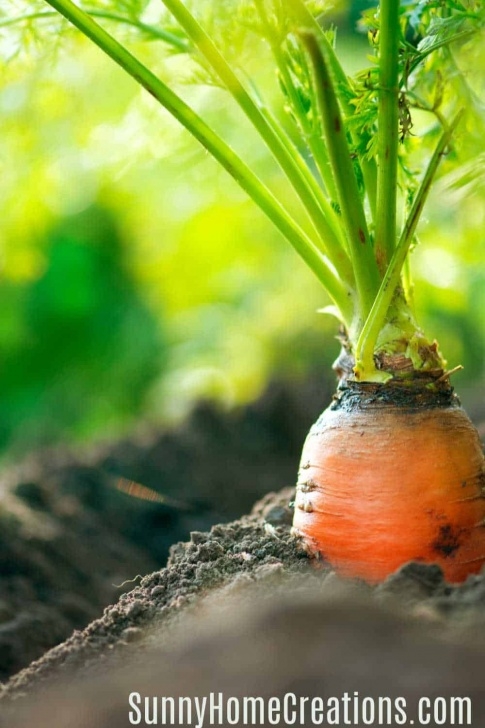 Full Sun Vegetables Vegetables That Grow In Shade | Vegetable Garden For Picture 839