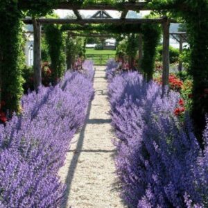 Garden Sage Landscaping Perovskia Atriplicifolia - Russian Sage #Landscapenature Image 552