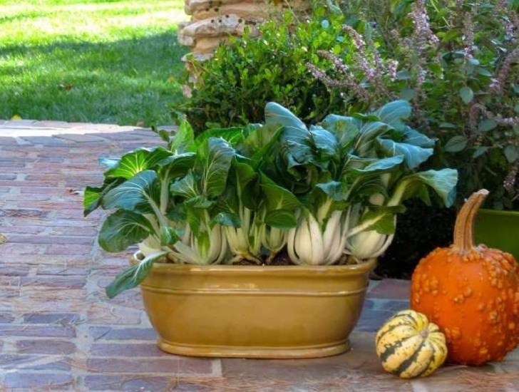 Garden Vegetables To Grow Best Vegetables To Grow In Pots | Most Productive Image 693