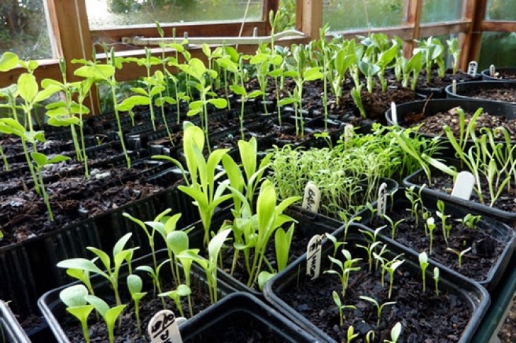 Garden Vegetables To Grow Growing A Vegetable Garden | How Best To Grow A Veggie Garden? Photo 958