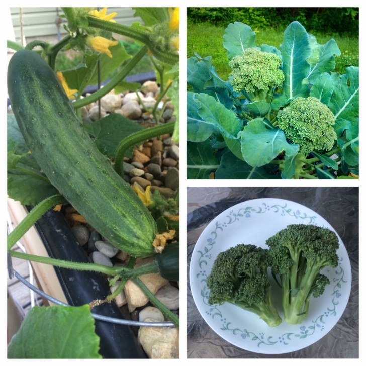 Garden Vegetables To Grow Growing Hydroponic Vegetables - Nosoilsolutions Image 391