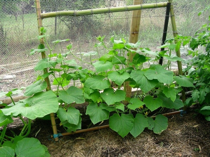 Garden Vegetables To Grow Tips For Growing A Vertical Vegetable Garden Picture 973
