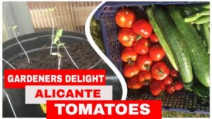 Gardeners Delight Tomato Alicante And Gardeners Delight Tomato Grown In Rays Picture 576