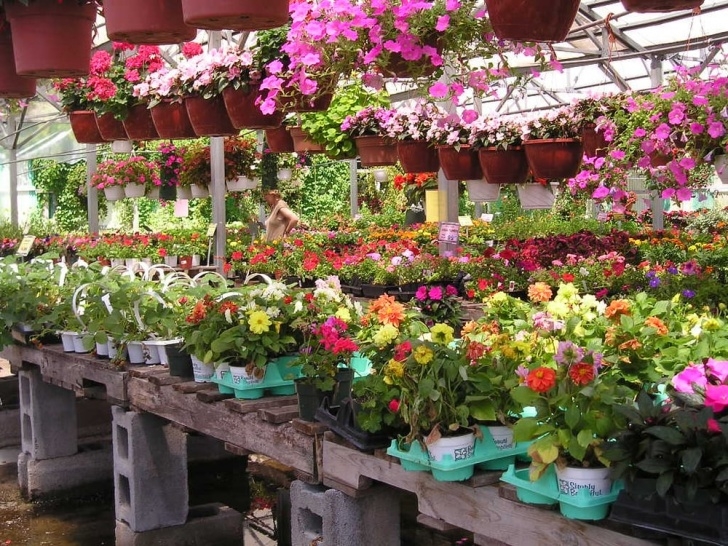 Gardners Landscape Nursery Hewitt’s Garden Centers - Glenmont - Nurseries &amp; Gardening Photo 954