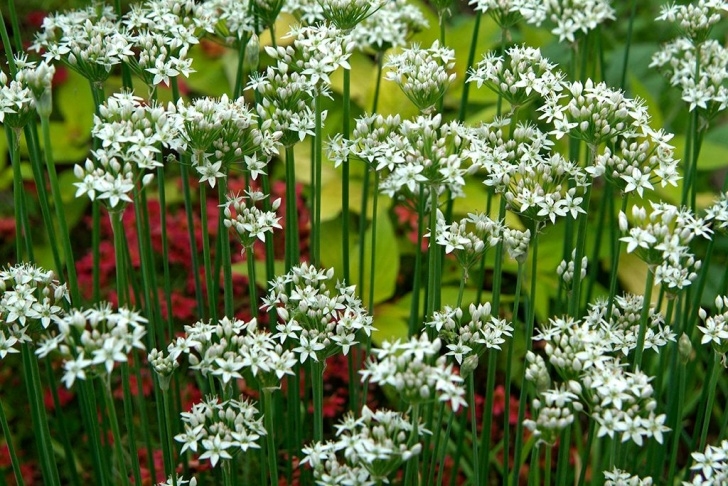 Garlic Companion Plants Allium Tuberosum (With Images) | Companion Planting Photo 049