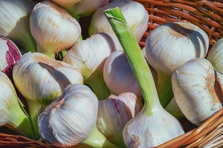 Garlic Companion Plants Garlic-Is-A-Great-Brassica-Companion-Plant | Growing Guides Photo 400