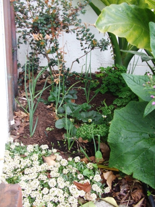 Garlic Companion Plants Setting Seed: Companion Planting Photo 418