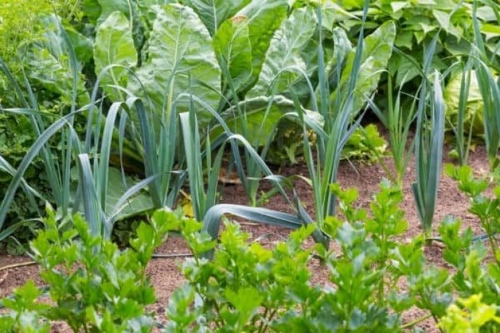 Garlic Companion Plants The Best Garlic Companion Plants For Your Garden In 2020 Picture 192