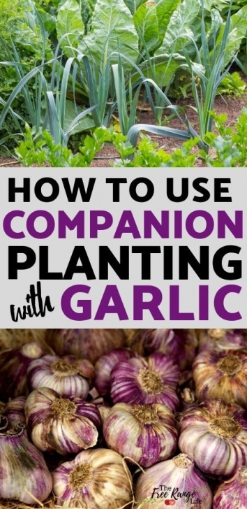 Garlic Companion Plants The Best Garlic Companion Plants For Your Garden (With Picture 358