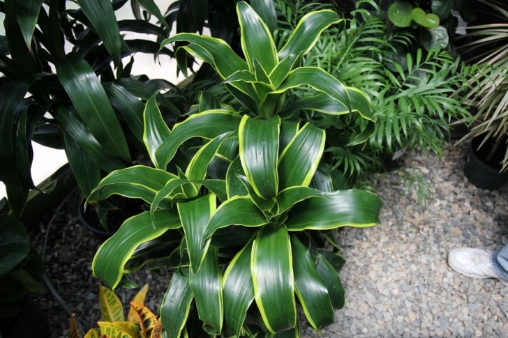 Good Low Light Indoor Plants 10 Best Low Light Houseplants That Are Easy To Grow – The Picture 036