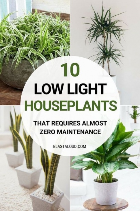 Good Low Light Indoor Plants 10 Low Light Houseplants You Won'T Be Able To Kill Photo 873